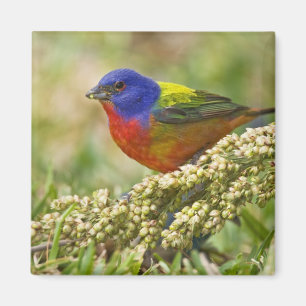 Painted Bunting Magnet