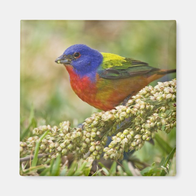 Painted Bunting Magnet (Front)