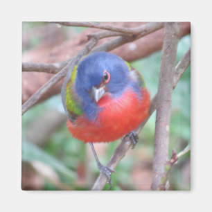 Painted Bunting Magnet