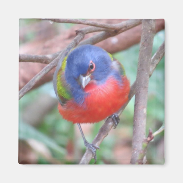 Painted Bunting Magnet (Front)