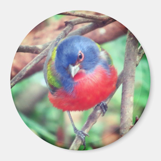 Painted Bunting Magnet (Front)