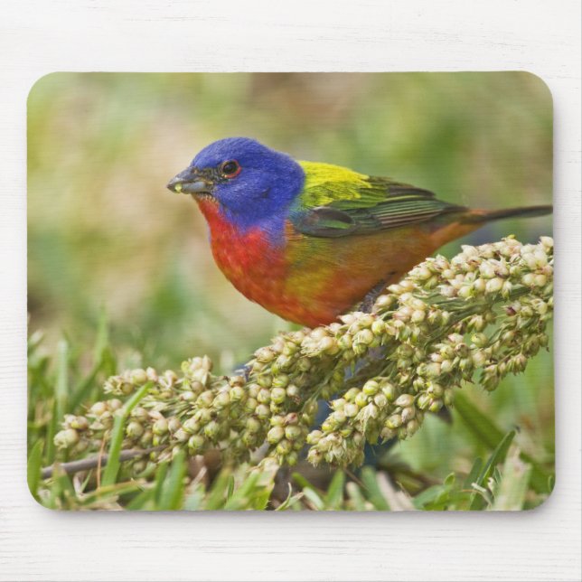 Painted Bunting Mouse Mat (Front)