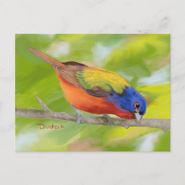 Painted Bunting on Limb JW Postcard (Front)