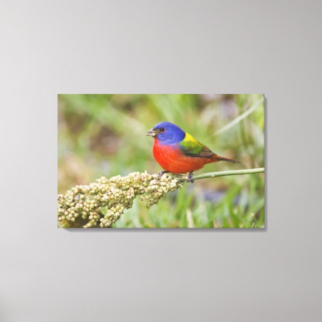 Painted Bunting (Passerian ciris) male feeding Canvas Print (Front)