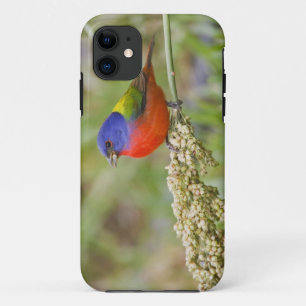 Painted Bunting (Passerian ciris) male feeding iPhone 11 Case