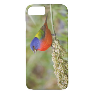 Painted Bunting (Passerian ciris) male feeding iPhone 8/7 Case