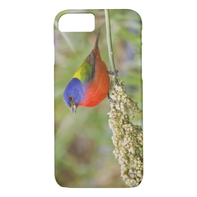 Painted Bunting (Passerian ciris) male feeding Case-Mate iPhone Case (Back)