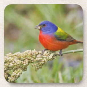 Painted Bunting (Passerian ciris) male feeding Coaster