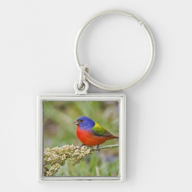 Painted Bunting (Passerian ciris) male feeding Key Ring (Front)