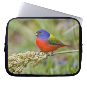 Painted Bunting (Passerian ciris) male feeding Laptop Sleeve