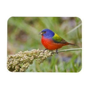 Painted Bunting (Passerian ciris) male feeding Magnet