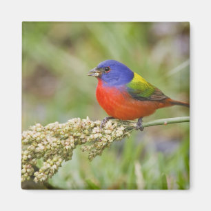 Painted Bunting (Passerian ciris) male feeding Magnet