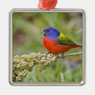 Painted Bunting (Passerian ciris) male feeding Metal Tree Decoration
