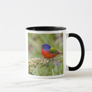 Painted Bunting (Passerian ciris) male feeding Mug