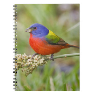Painted Bunting (Passerian ciris) male feeding Notebook