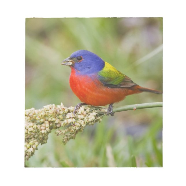 Painted Bunting (Passerian ciris) male feeding Notepad (Front)