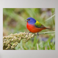 Painted Bunting (Passerian ciris) male feeding