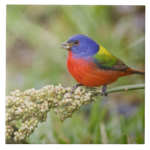 Painted Bunting (Passerian ciris) male feeding Tile