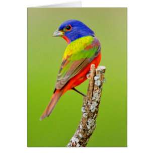 Painted Bunting (Passerina ciris) Male Perched