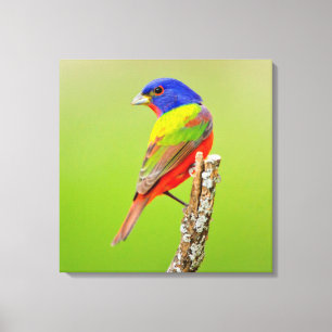 Painted Bunting (Passerina ciris) Male Perched Canvas Print