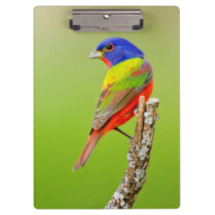 Painted Bunting (Passerina ciris) Male Perched Clipboard