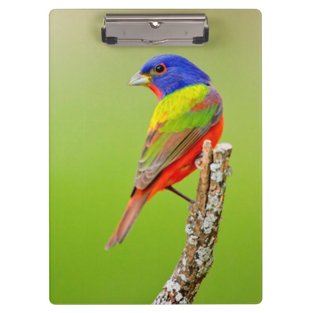 Painted Bunting (Passerina ciris) Male Perched Clipboard (Front)