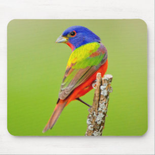 Painted Bunting (Passerina ciris) Male Perched Mouse Mat