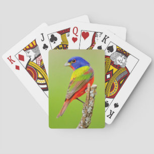 Painted Bunting (Passerina ciris) Male Perched Playing Cards