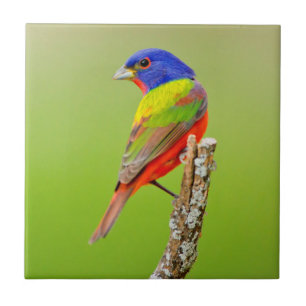 Painted Bunting (Passerina ciris) Male Perched Tile