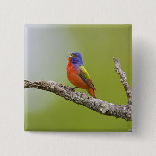 Painted Bunting Passerina ciris) male singing 15 Cm Square Badge
