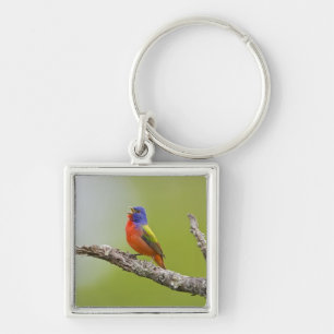 Painted Bunting Passerina ciris) male singing Key Ring