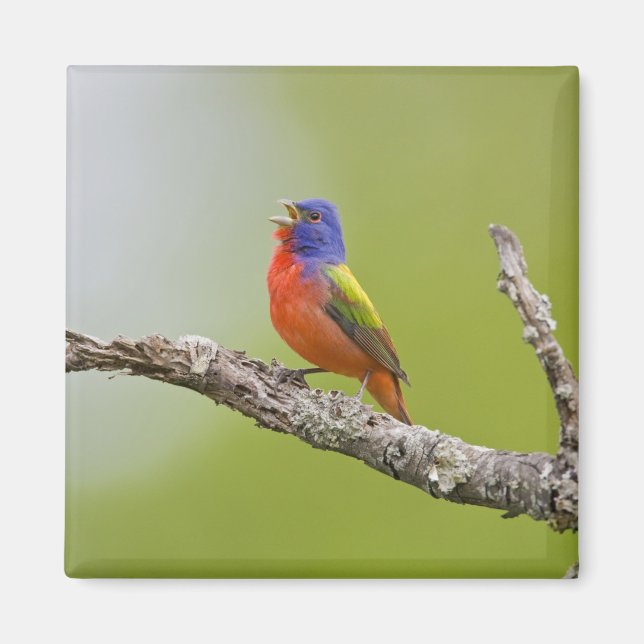 Painted Bunting Passerina ciris) male singing Magnet (Front)