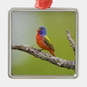 Painted Bunting Passerina ciris) male singing Metal Tree Decoration