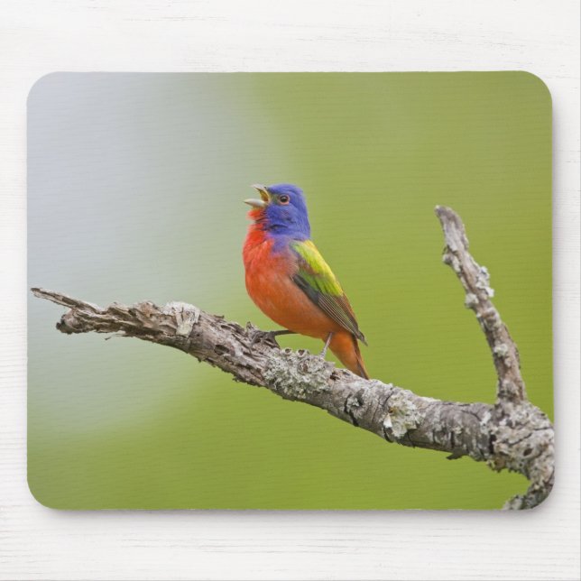 Painted Bunting Passerina ciris) male singing Mouse Mat (Front)