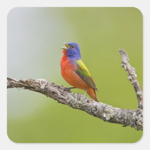Painted Bunting Passerina ciris) male singing Square Sticker