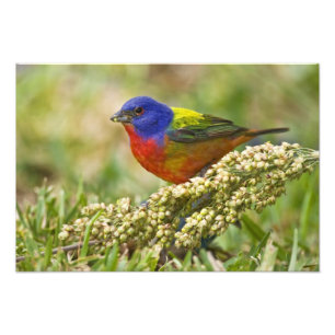 Painted Bunting Photo Print