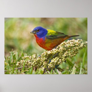 Painted Bunting Poster