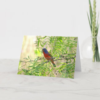 Painted Bunting special-4 Card