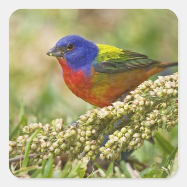 Painted Bunting Square Sticker (Front)