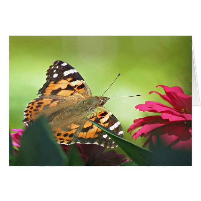 Painted Butterfly and Zinnias (Front Horizontal)