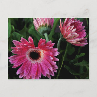 Painted Daisies Postcard