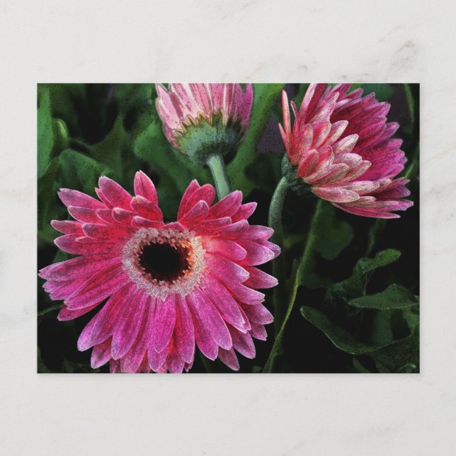 Painted Daisies Postcard (Front)