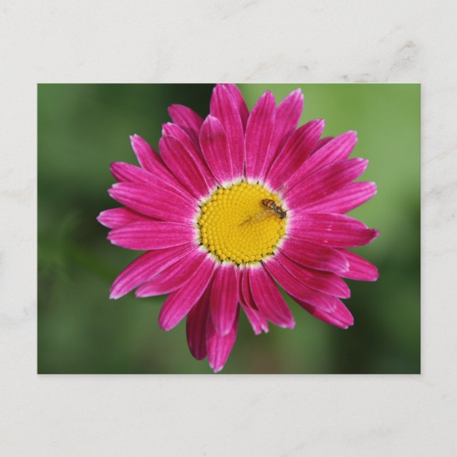 Painted Daisy Cards and more (Front)