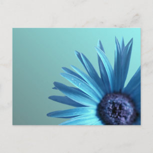 Painted Daisy Postcard