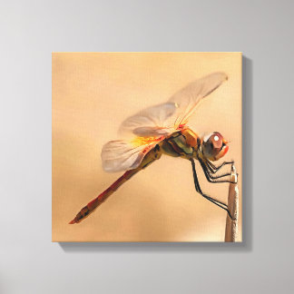 Painted Dragonfly Isolated Against Ecru Canvas Print