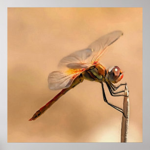 Painted Dragonfly Isolated Against Ecru Poster
