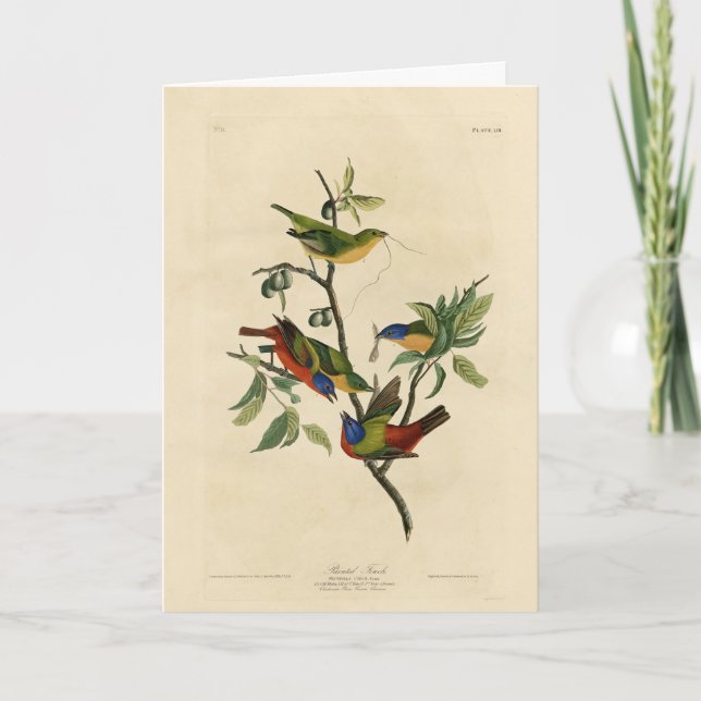Painted Finch (Bunting) Audubon's Birds of America Card (Front)