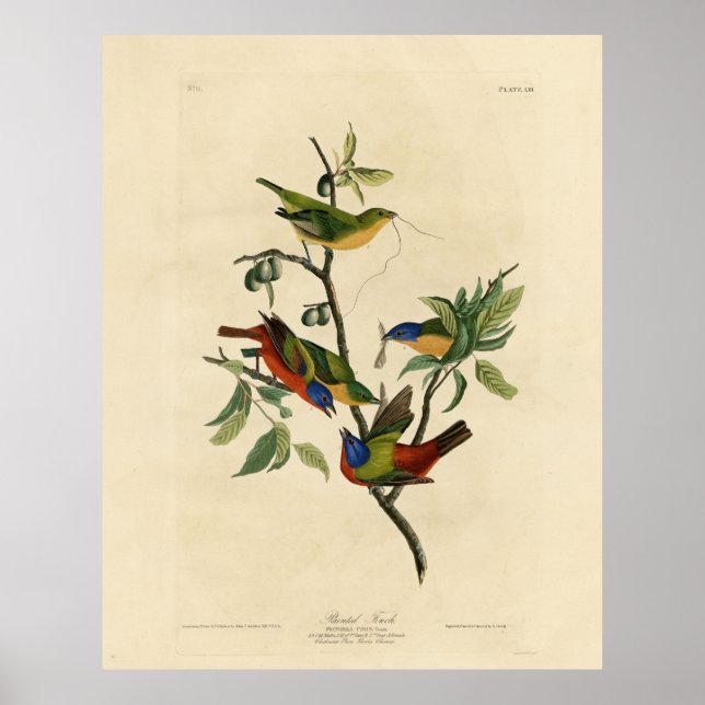 Painted Finch (Bunting) Audubon's Birds of America Poster (Front)