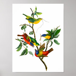 Painted Finch by John James Audubon Poster