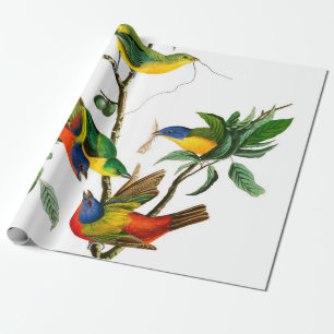 Painted Finch by John James Audubon Wrapping Paper